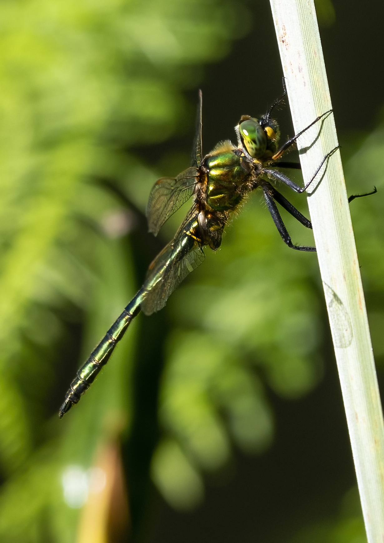 Brilliant Emerald dragonfly