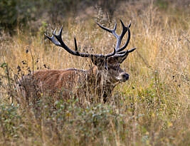 Point-scoring in Staffordshire