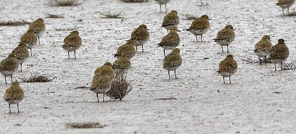 Golden plover temporarily at rest