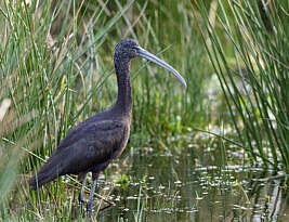 A tale of two Ibises