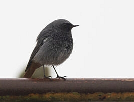 The bird that loves Hitler