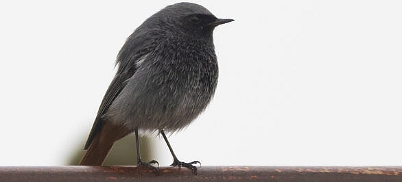 Male Black Redstart