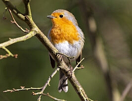 whistling down the wind