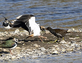 Life’s a beach – at least, for lapwings