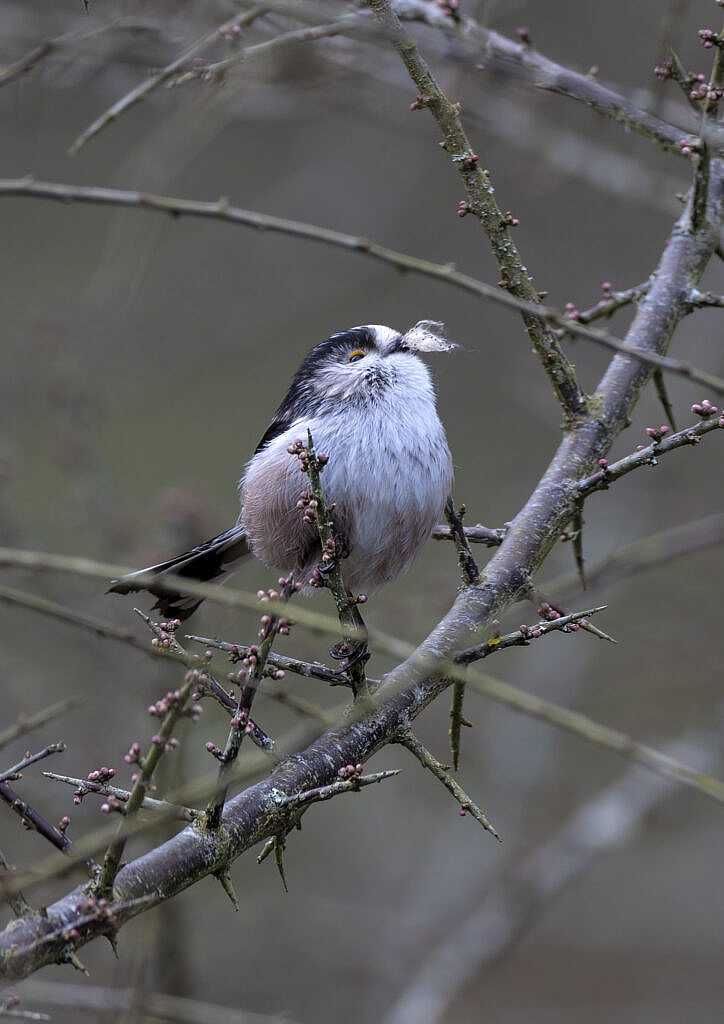 long tailed tit with nest material