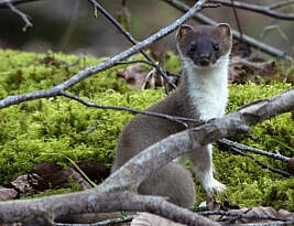 A weasel doesn’t need an easel