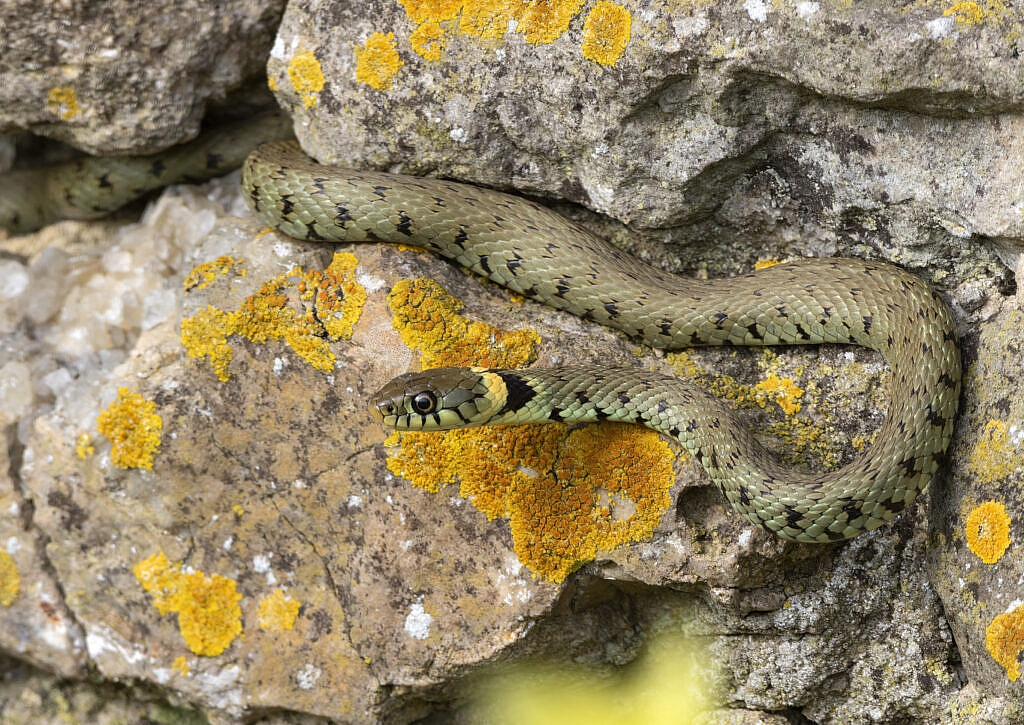 Male Grass Snake