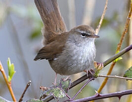 1961. What a great year that was.