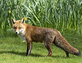 On the naming of pubs