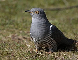 Methuselah flies again