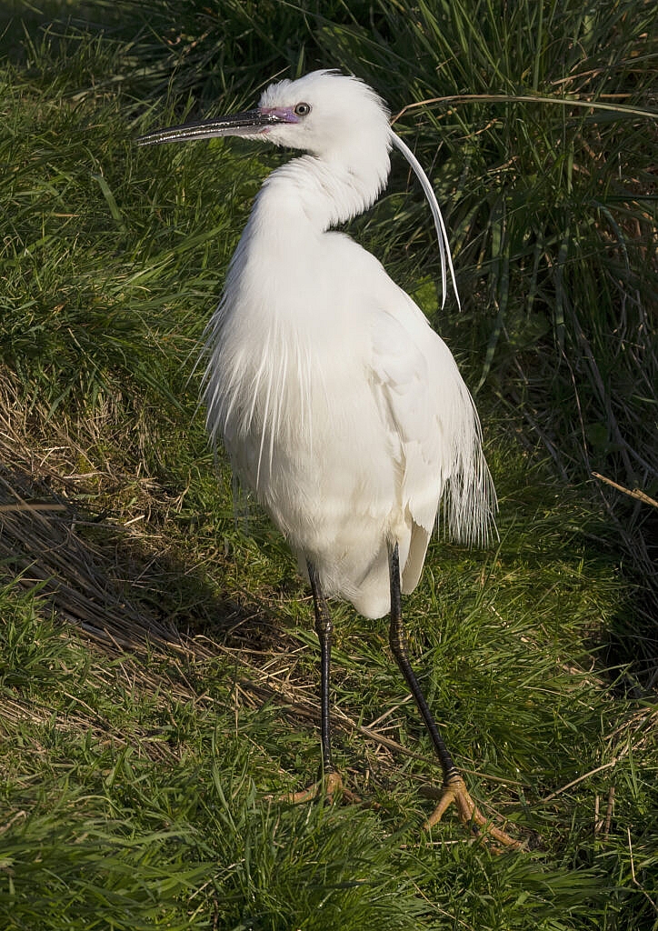 little egret in full breeding plumage