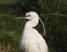 Emily and the Aigrettes