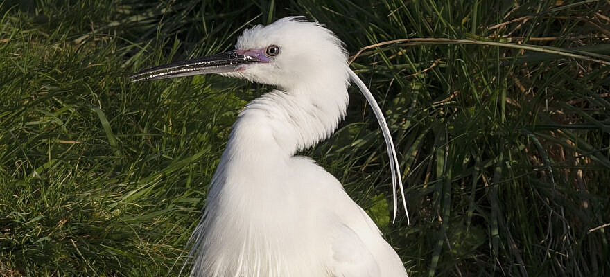 little egret in breeding colours