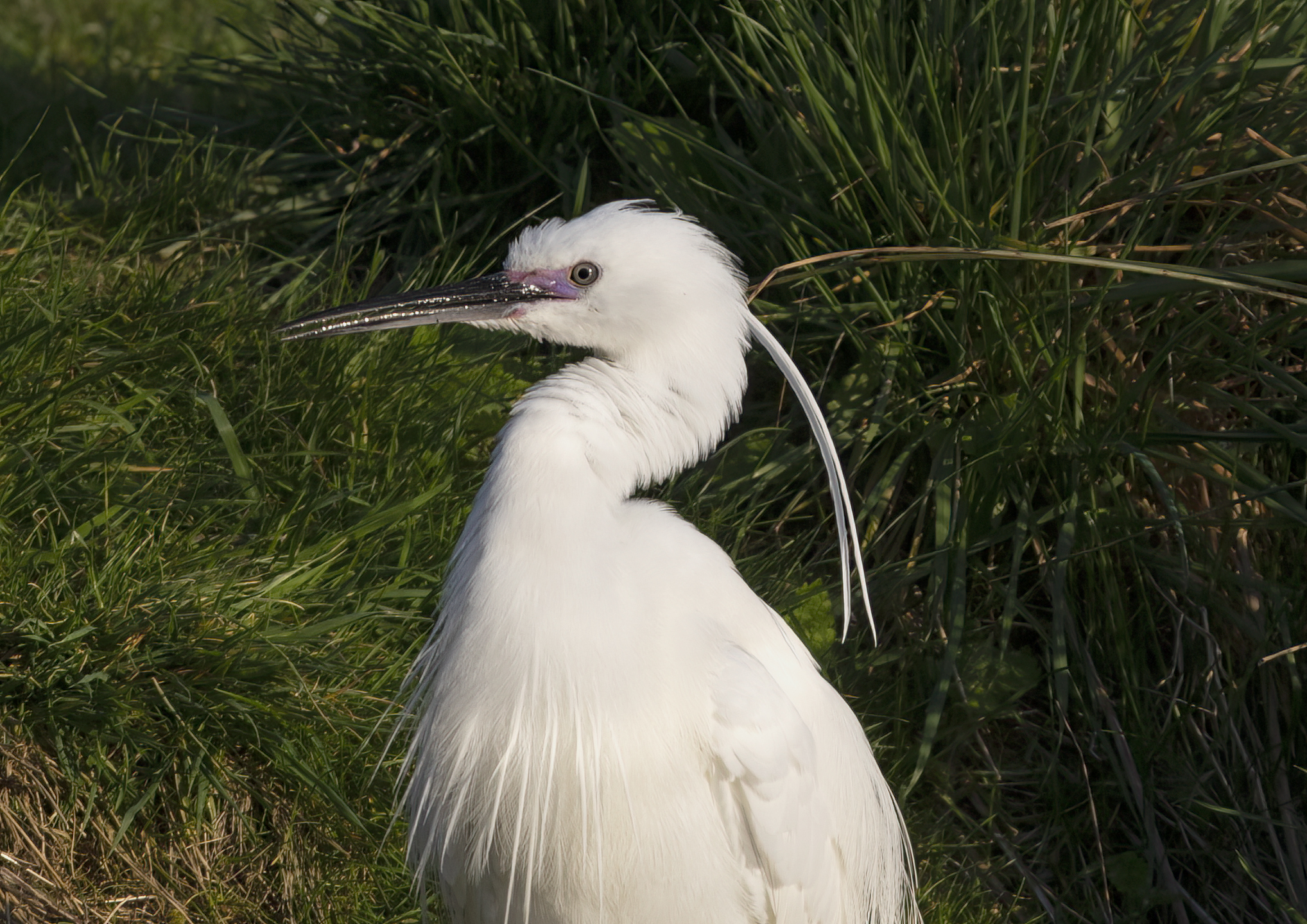 little egret in breeding colours
