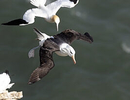 The wanderer returns