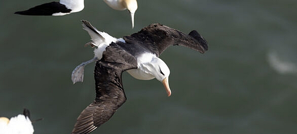 Black browed albatross (black wings ) and gannet (white wings)