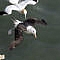 Black browed albatross (black wings ) and gannet (white wings)
