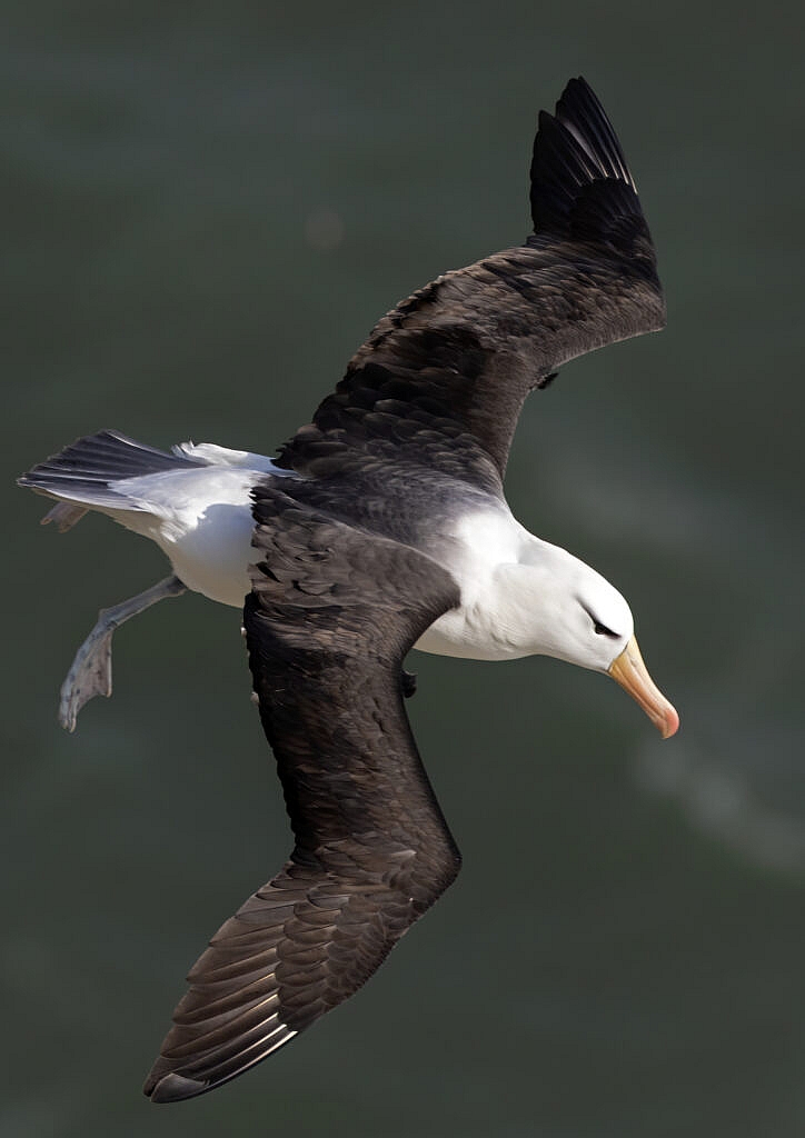 Albert the black-browed albatross