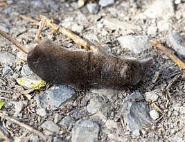 The corpse in the copse.