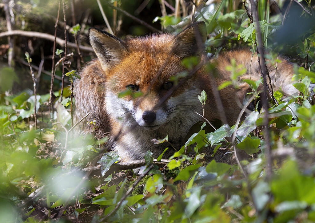 snoozing fox