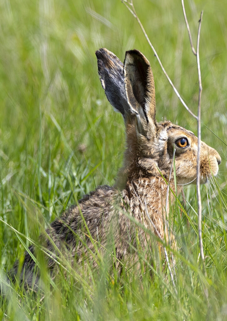 Elderly brown hare