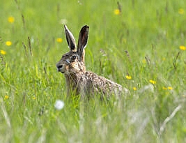 Definitely a good hare day