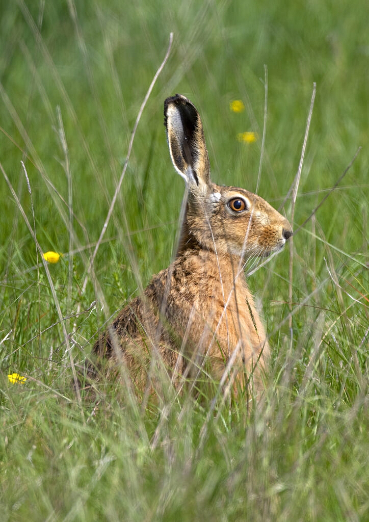 Young brown hare