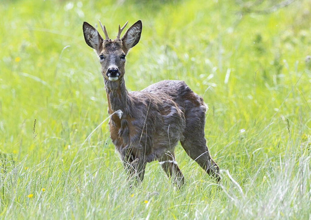 roebuck - a male roe deer