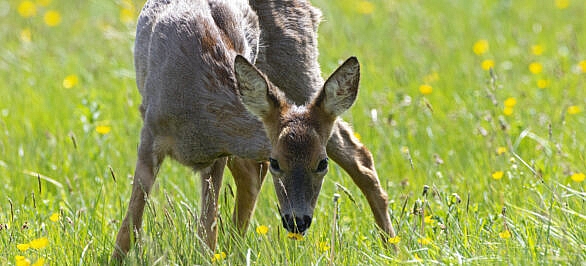 A doe - a female roe deer