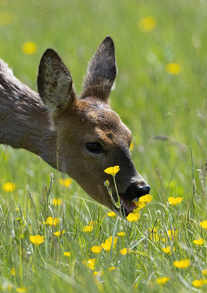A doe - a female roe deer