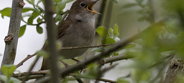 the nightingale in song