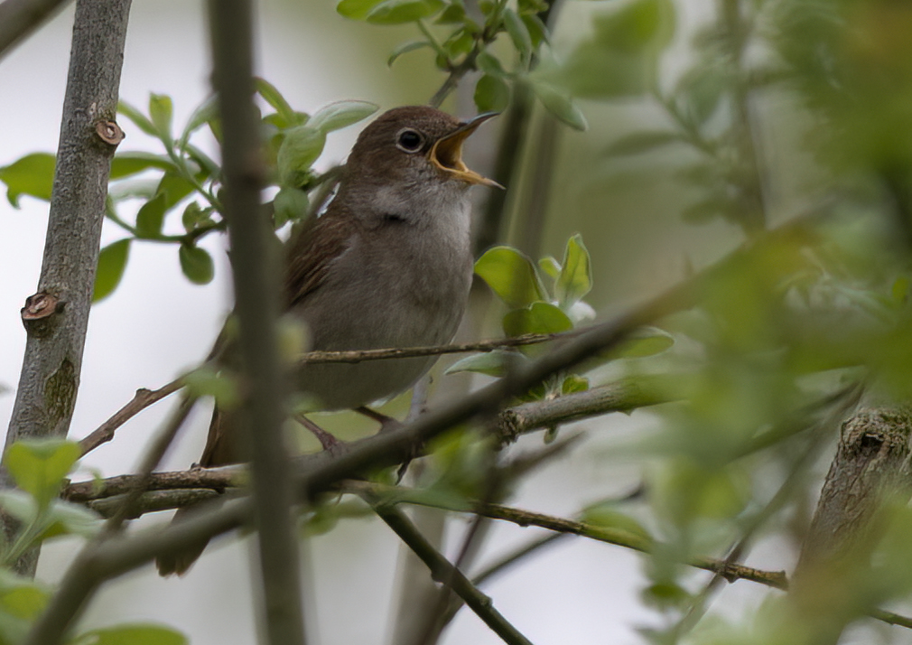 the nightingale in song