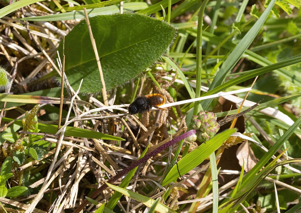 two coloured mason bee carrying grass stalk