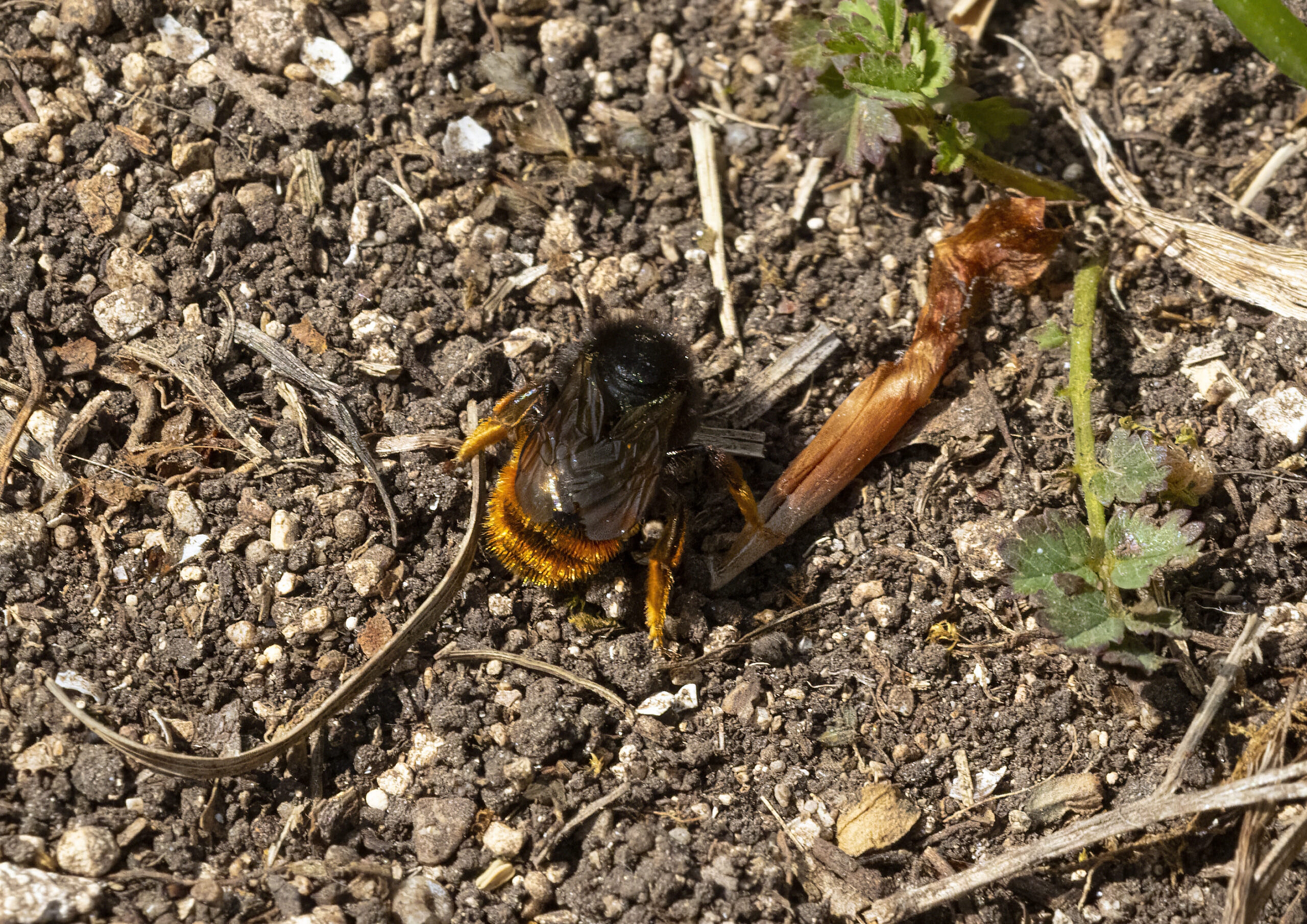 two-coloured mason bee