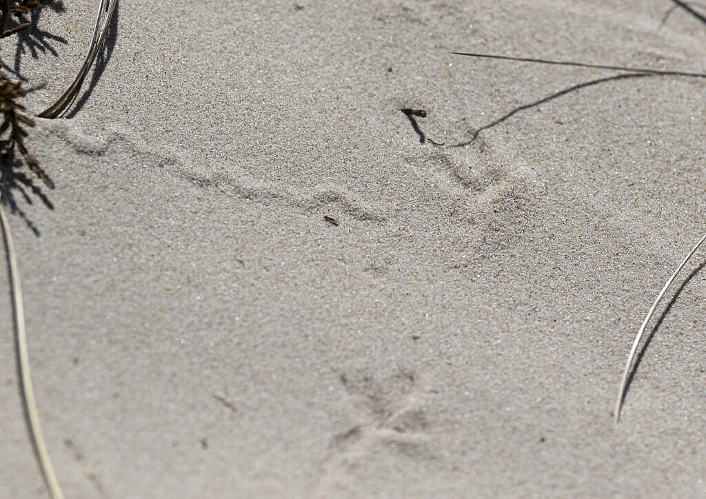 sand lizard tracks