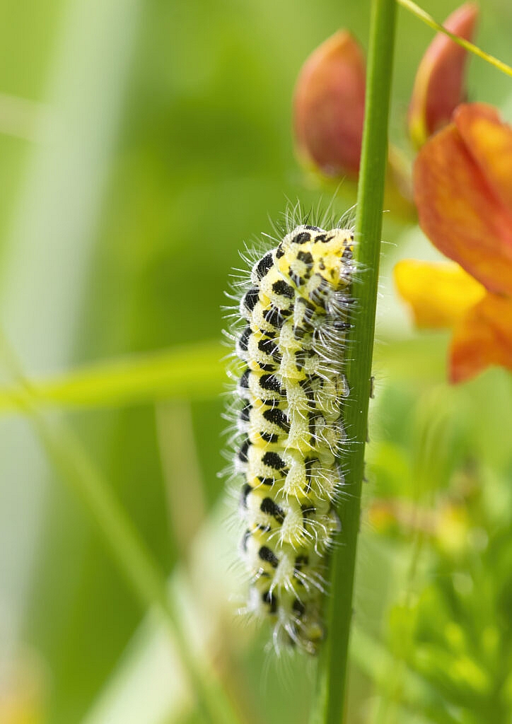 5 spot burnet moth caterpillar