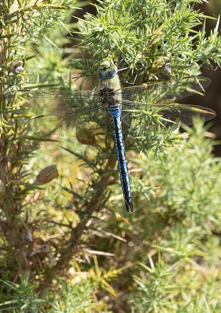 male emperor dragonfly eating