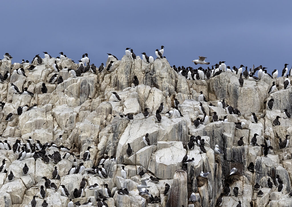 the umm... white cliffs of the Farne islands