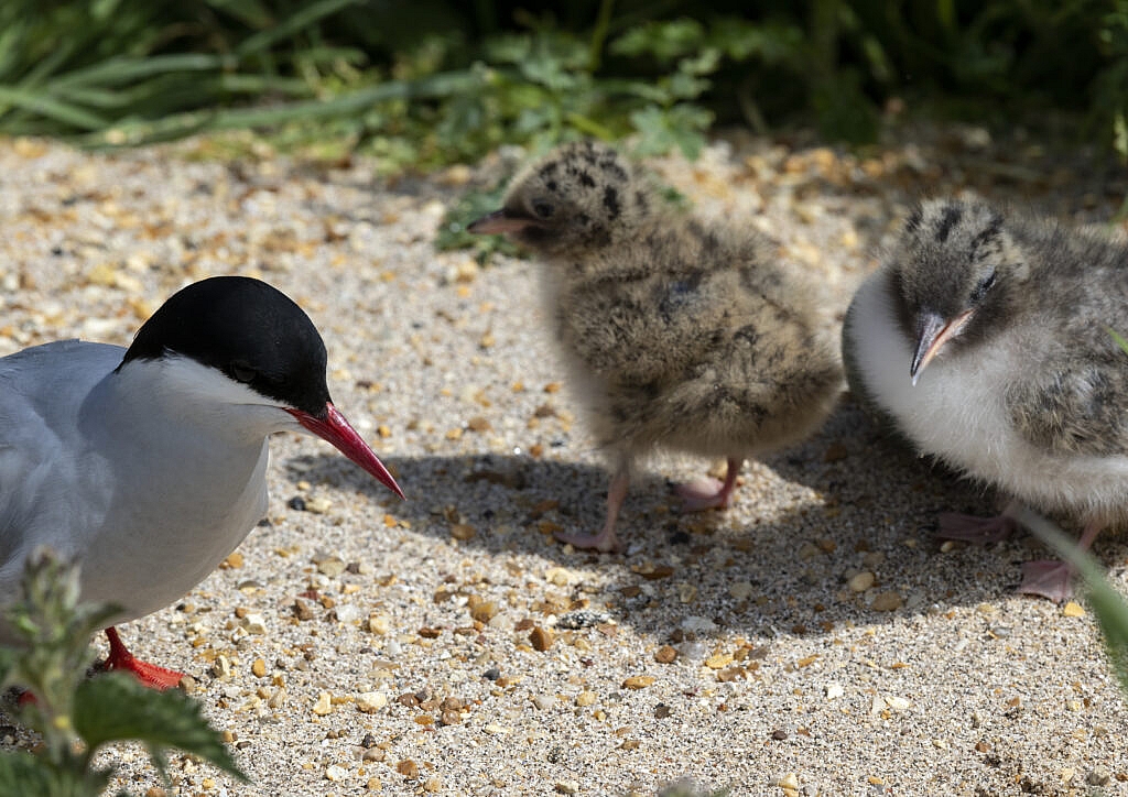 arctic tern and chicks