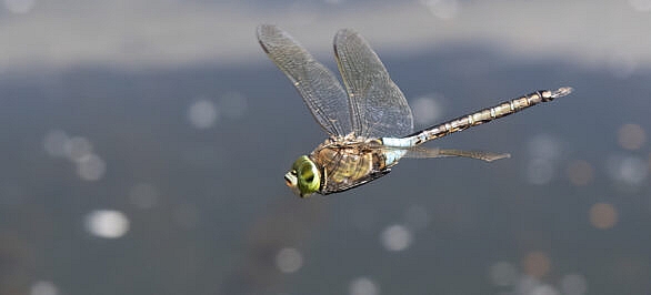 male lesser emperor dragonfly