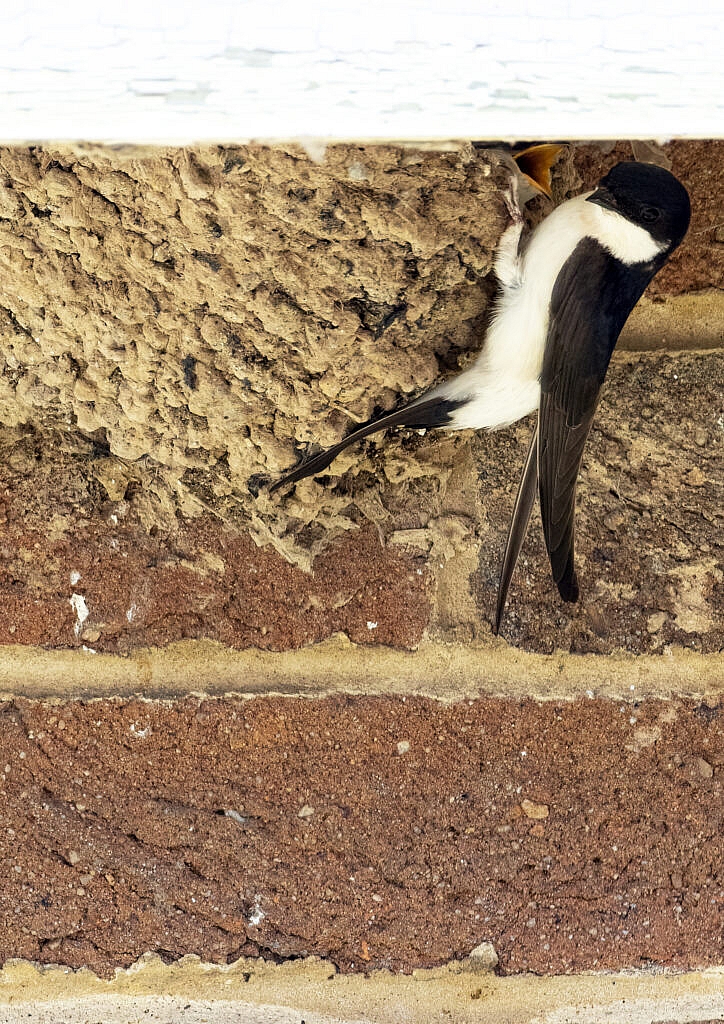 House martin and chick