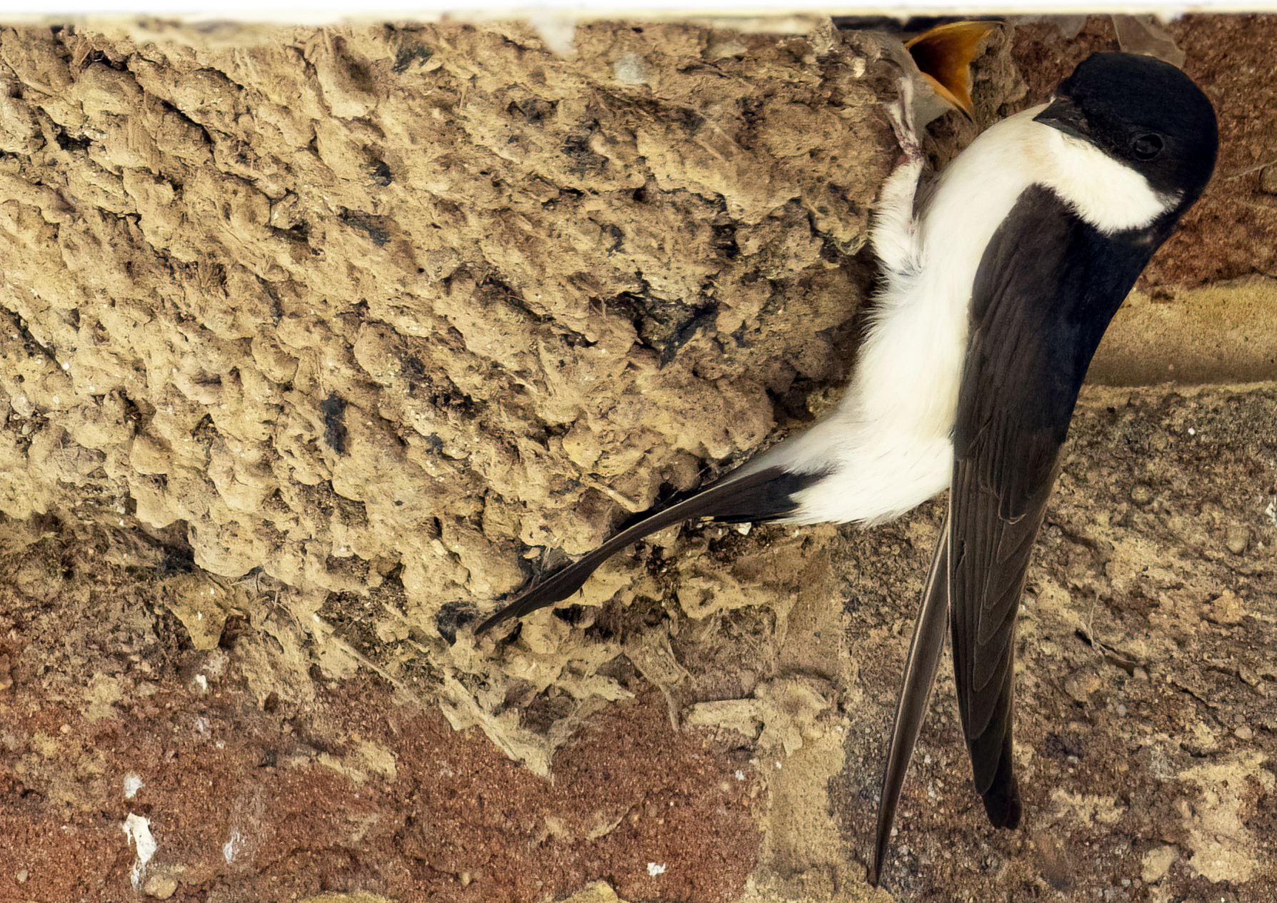 House martin and chick