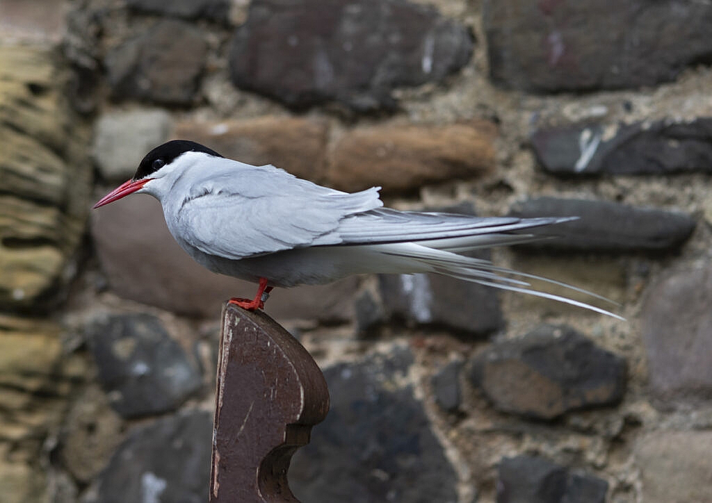 arctic tern on bench outside the chapel