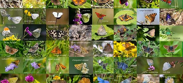 all the butterflies