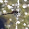 The white-faced darter dragonfly