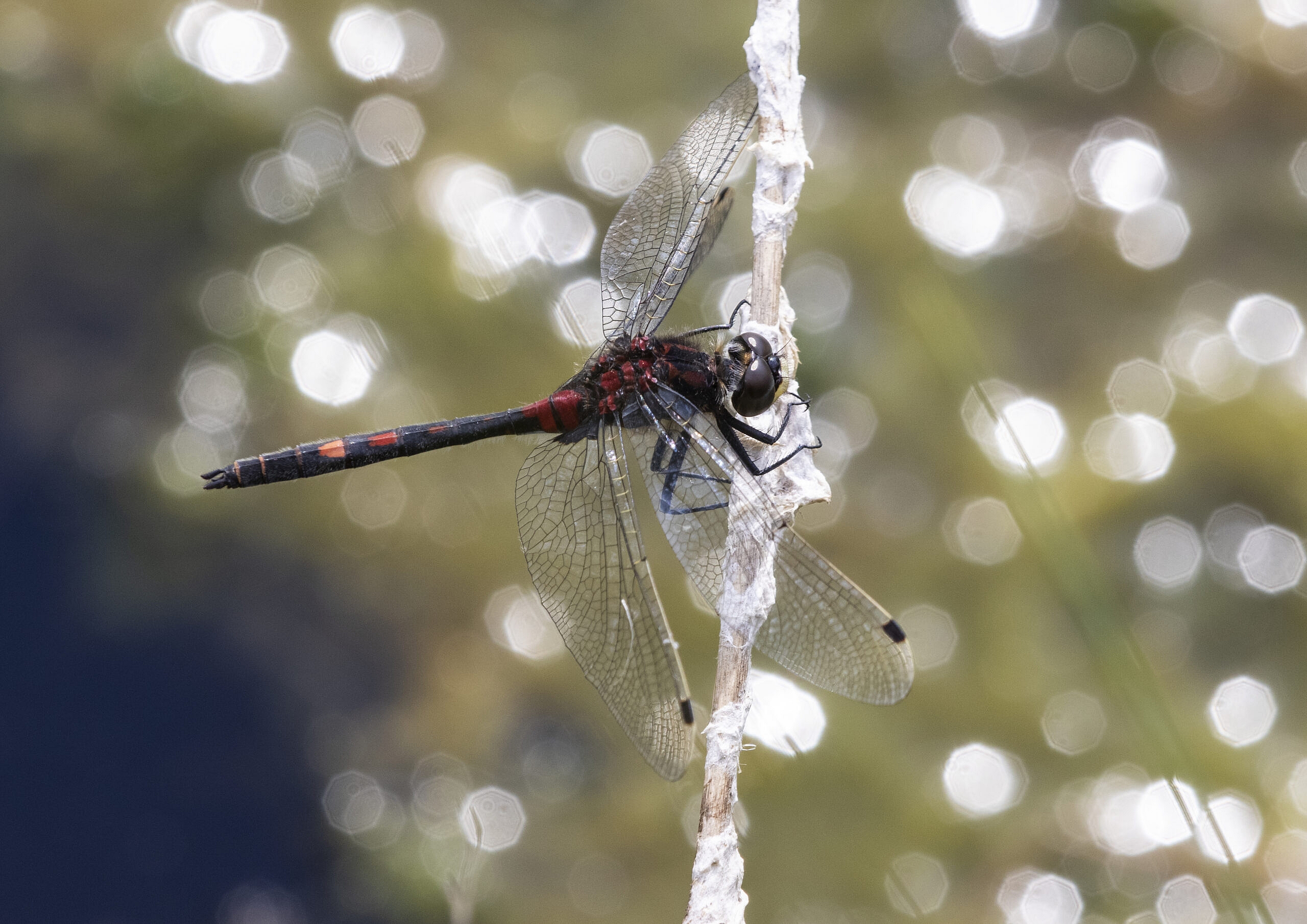 The white-faced darter dragonfly