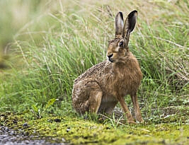 Finally, increased penalties for hare coursers