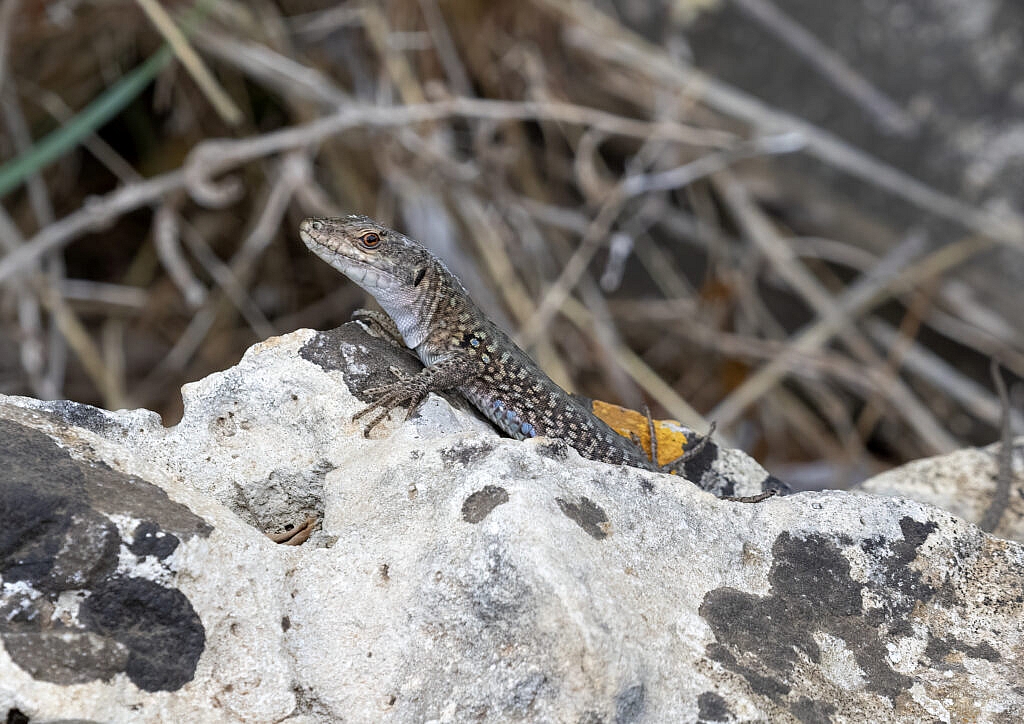 Moroccan rock lizard