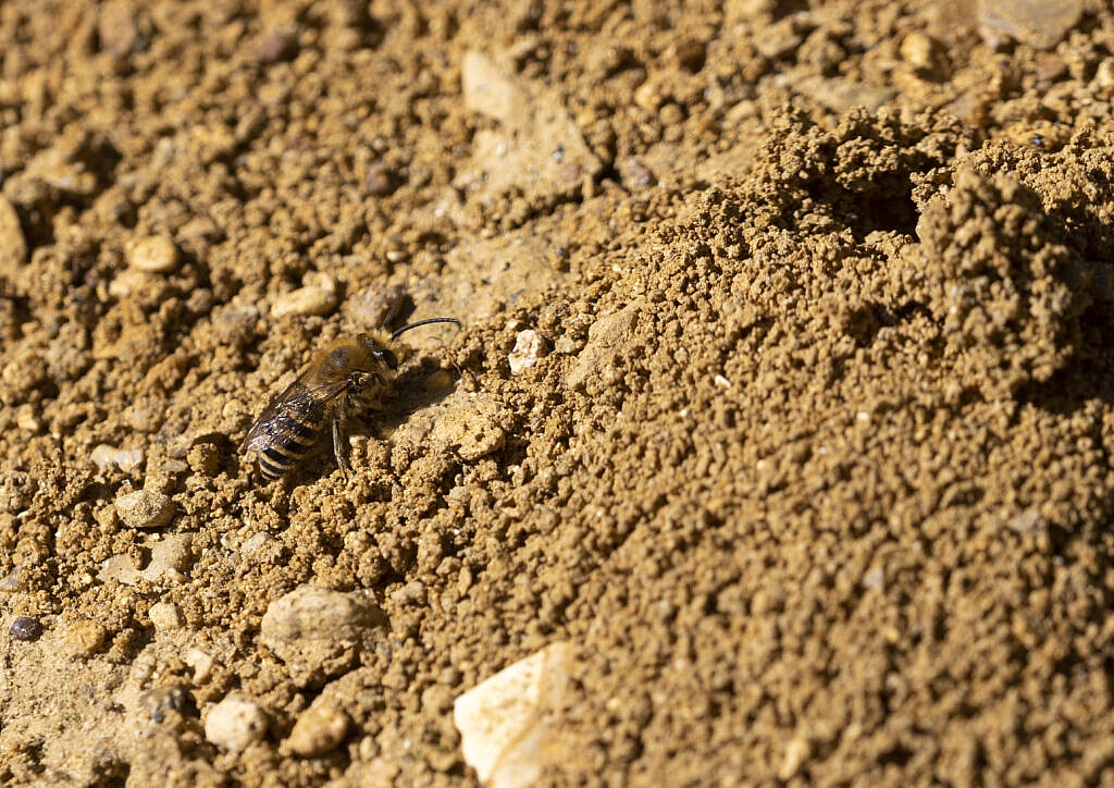 male ivy mining bee on patrol