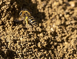 keep an eye out for Britain’s newest bee this Autumn